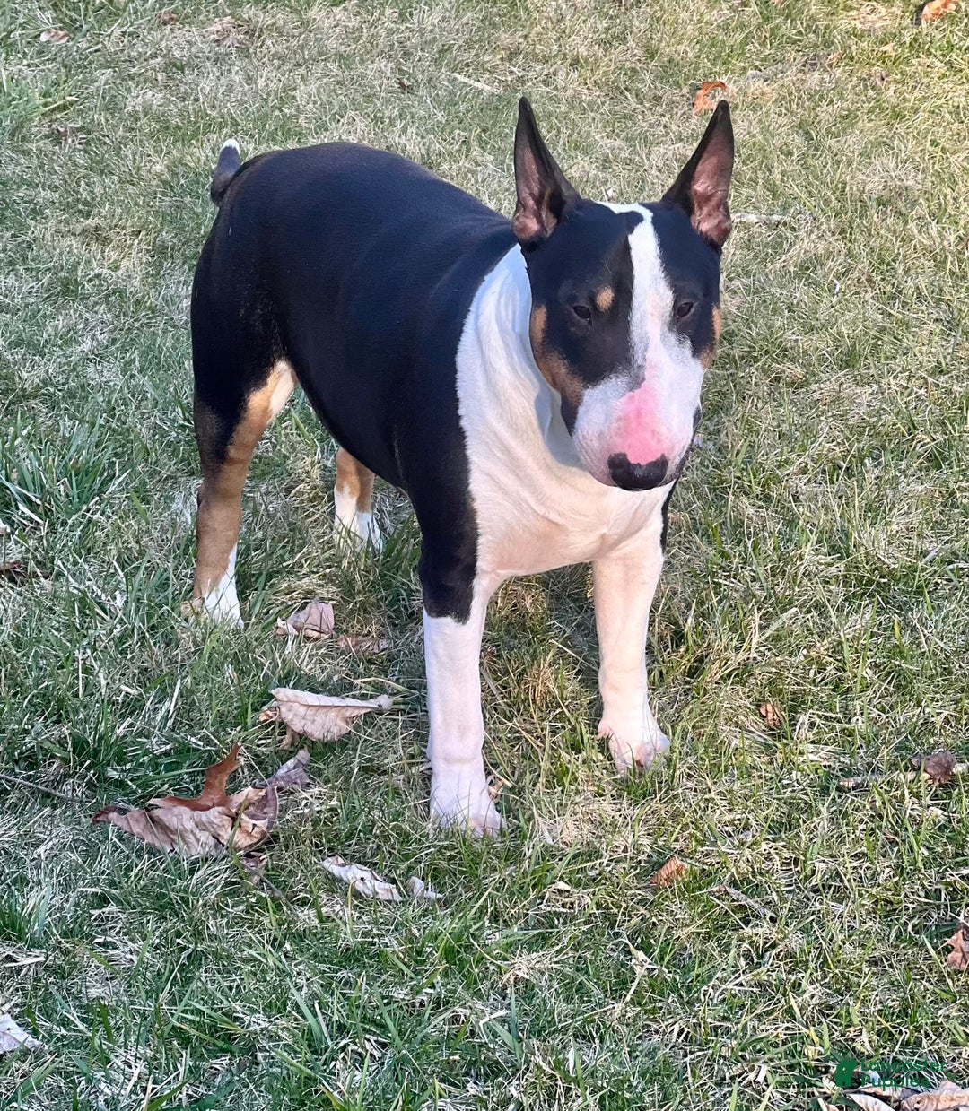 Bull Terrier dogs for sale: Target - Image 10