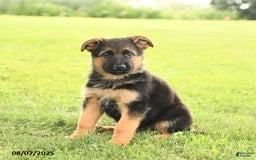 German Shepherd dogs for sale: Donovan - Image 4