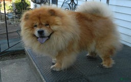 Chow Chow dogs for sale: SLM Red Female - Image 8