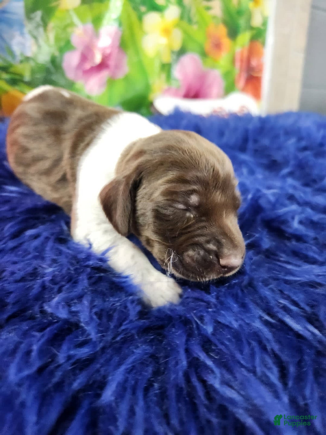 German Shorthaired Pointer dogs for sale: Mr Pringles - Image 3