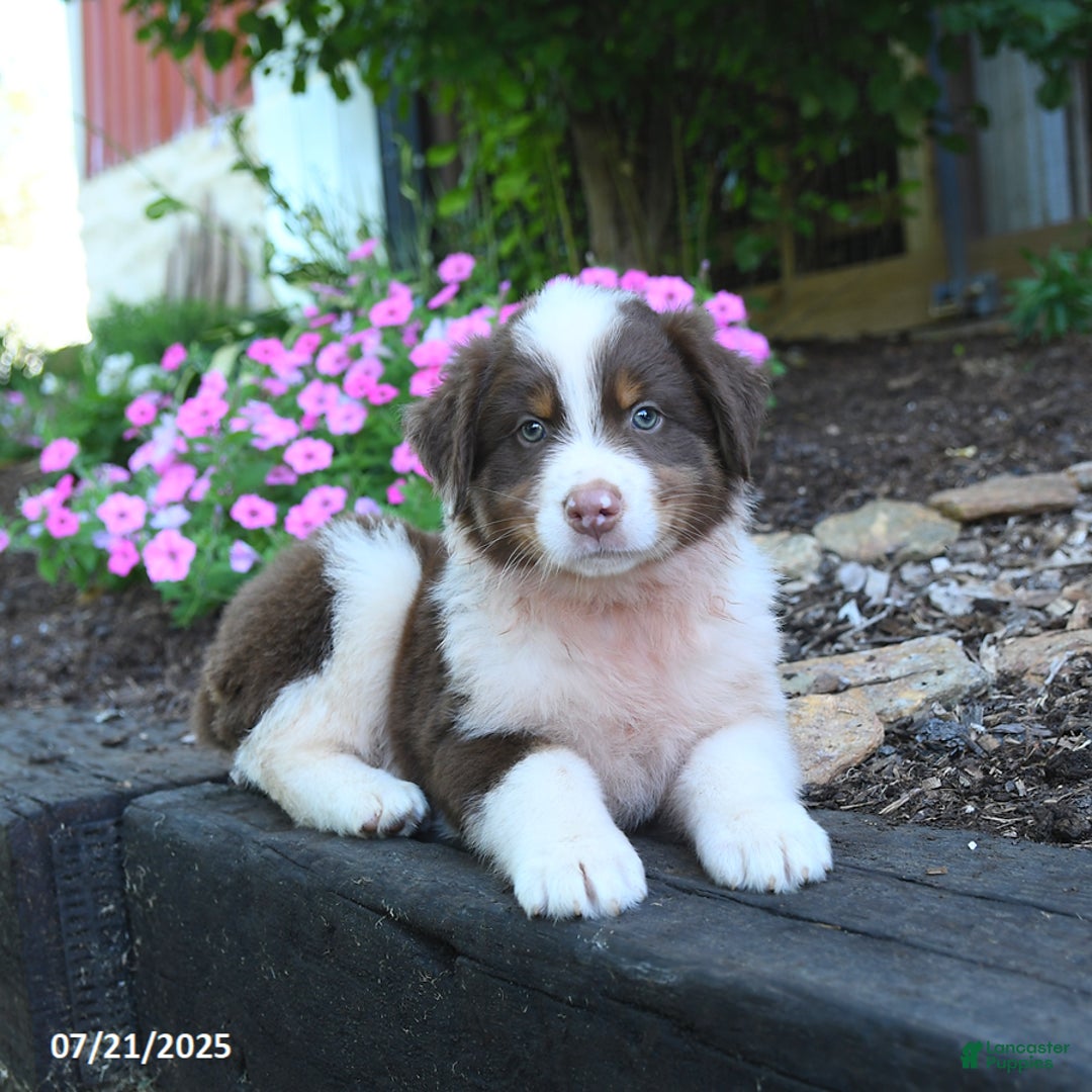 Australian Shepherd dogs for sale: Bruno - Image 5