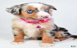 Miniature Australian Shepherd dogs for sale: Shelly - Image 1