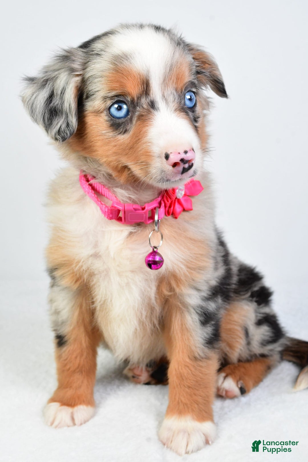 Miniature Australian Shepherd dogs for sale: Shelly - Image 1
