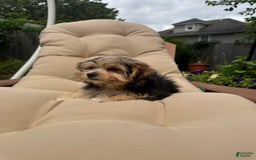 Morkie dogs for sale: Sofie - Image 4
