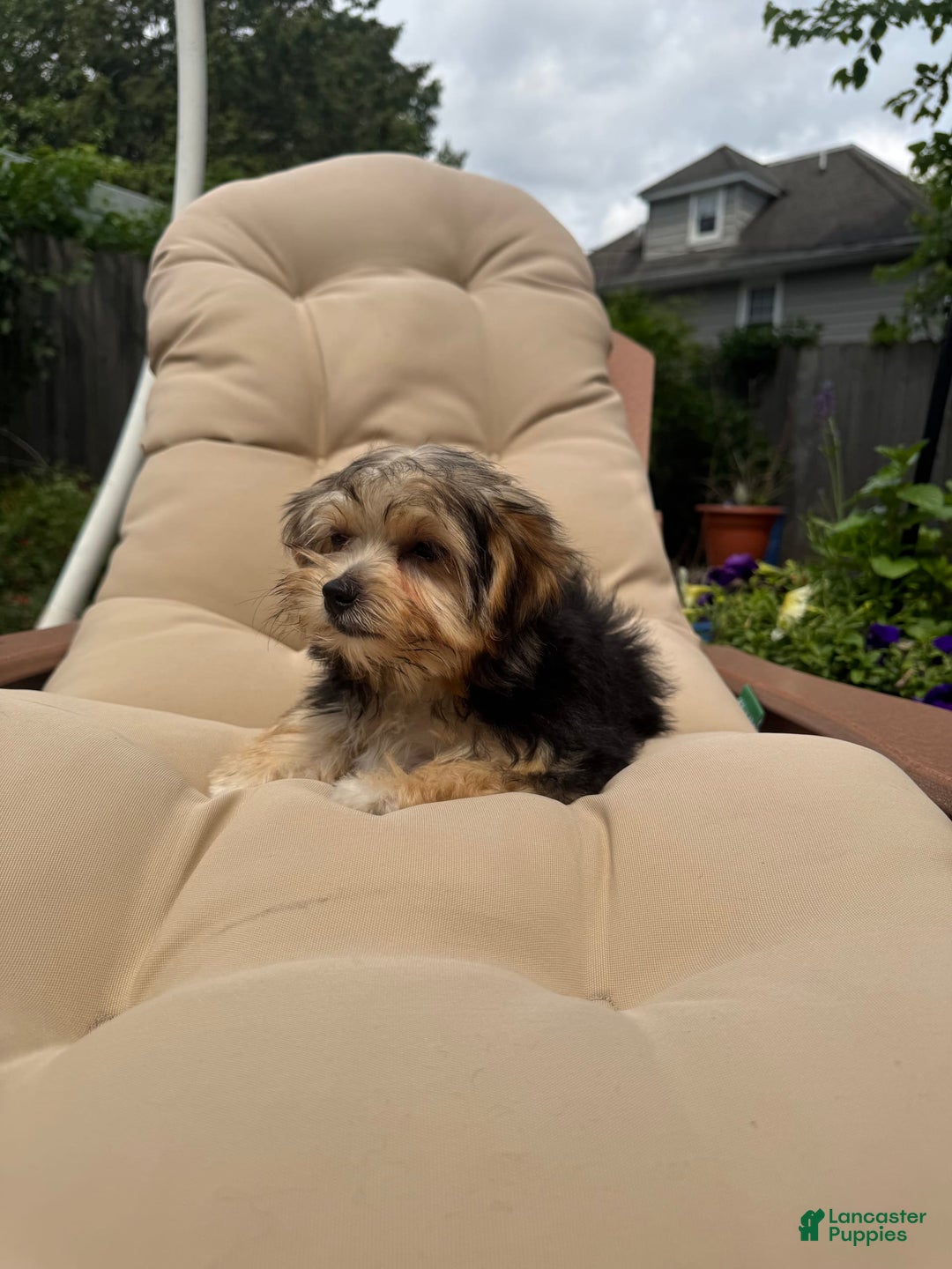 Morkie dogs for sale: Sofie - Image 4