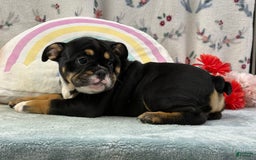 English Bulldog dogs for sale: Twilight - Image 2