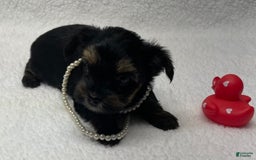 Yorkshire Terrier dogs for sale: Ruby - Image 3