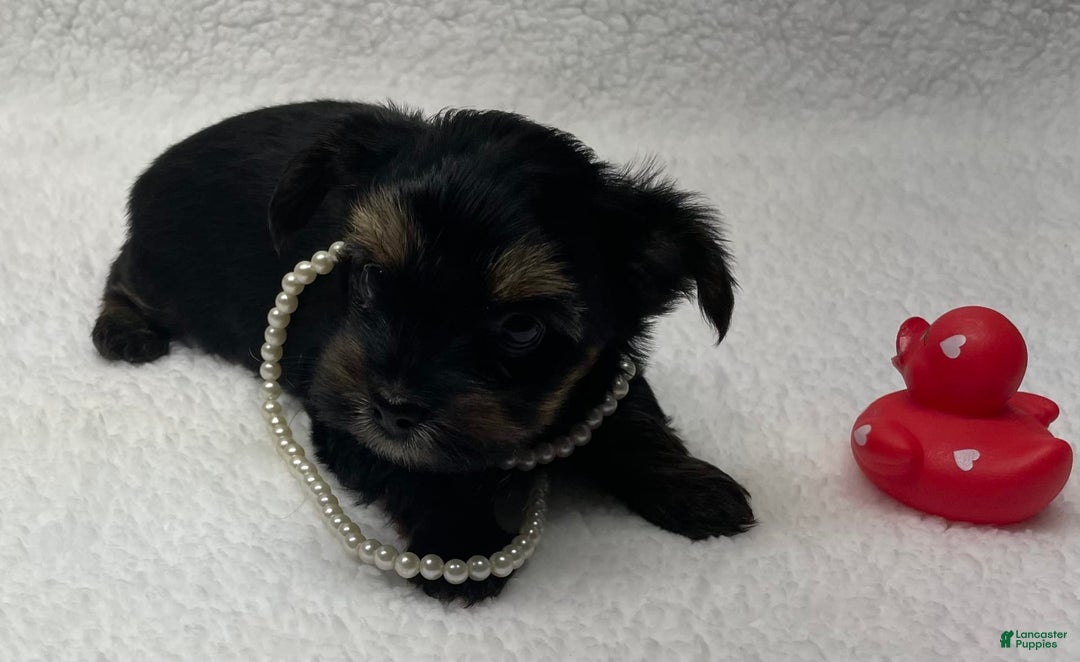 Yorkshire Terrier dogs for sale: Ruby - Image 3