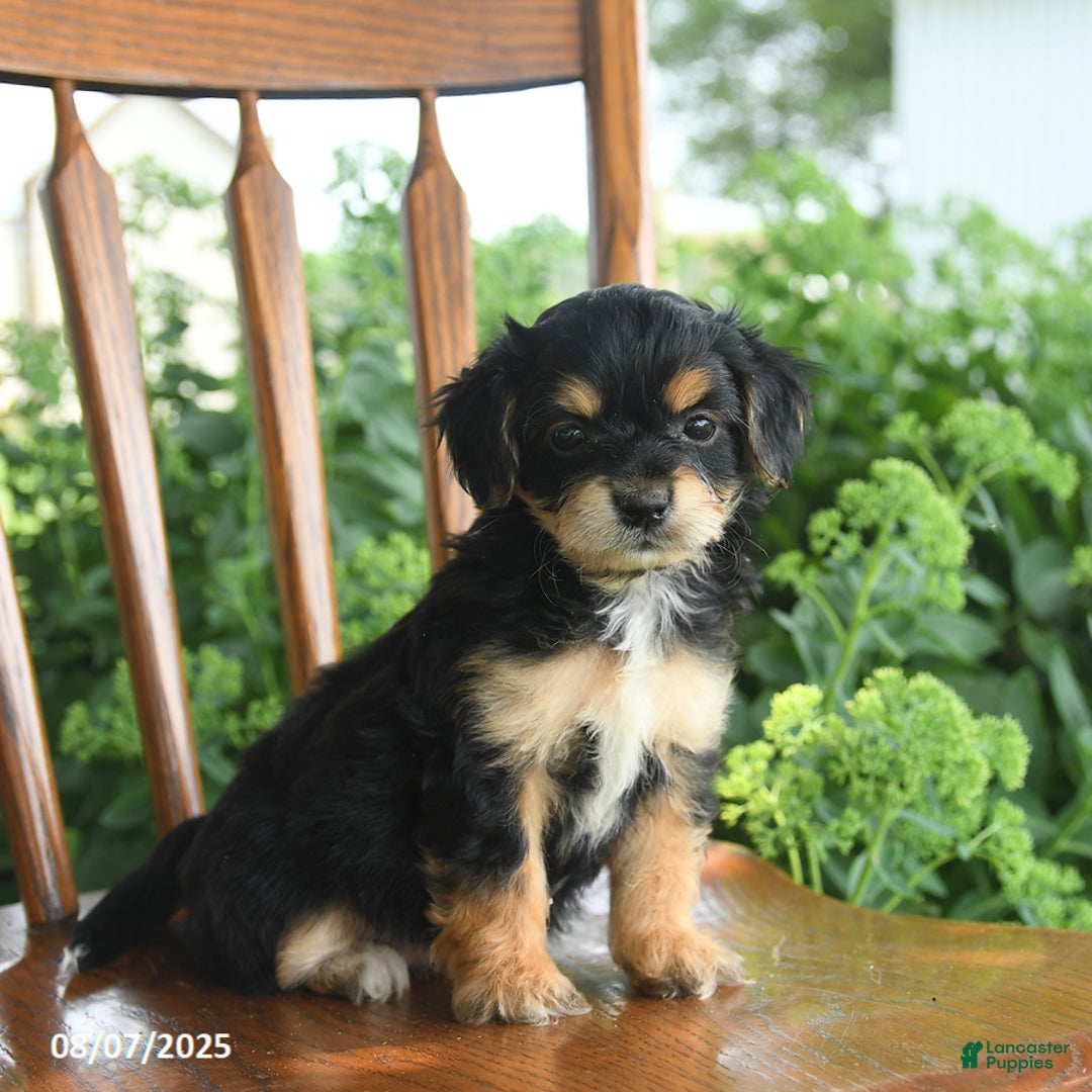 Teddy Bear dogs for sale: Zephyr - Image 5