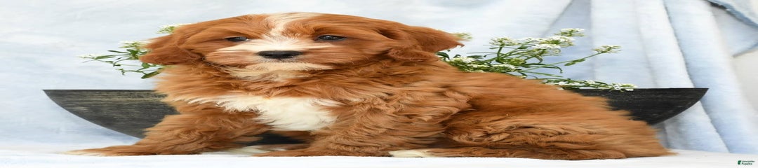 Peanut