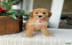 Mini Goldendoodle dogs for sale: Maizy - Image 1
