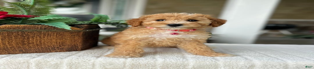 Maizy