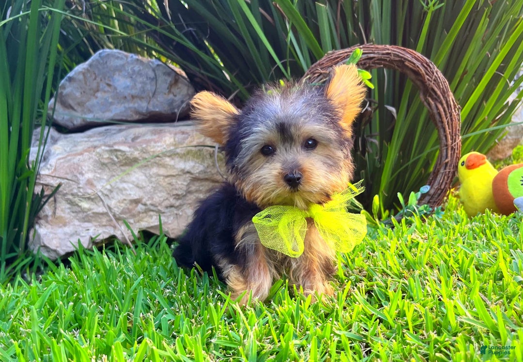 Yorkshire Terrier dogs for sale: Jeff - Image 4