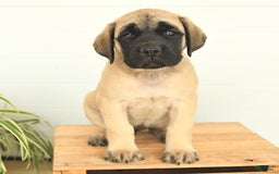 English Mastiff dogs for sale: Theresa - Image 6
