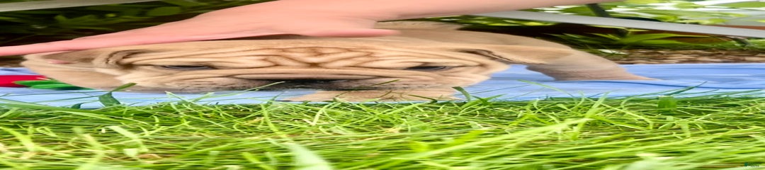 Feomgo