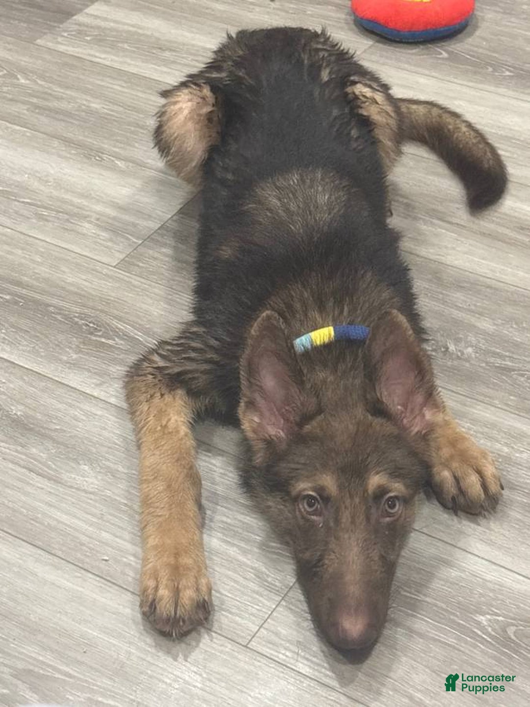 German Shepherd dogs for sale: Bella Liver Sable German Shepherd - Image 4