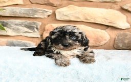 Miniature Poodle dogs for sale: Shadow - Image 1