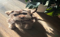 Miniature Schnauzer dogs for sale: Izzy - Image 4