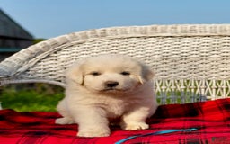 Great Pyrenees dogs for sale: Odin - Image 1