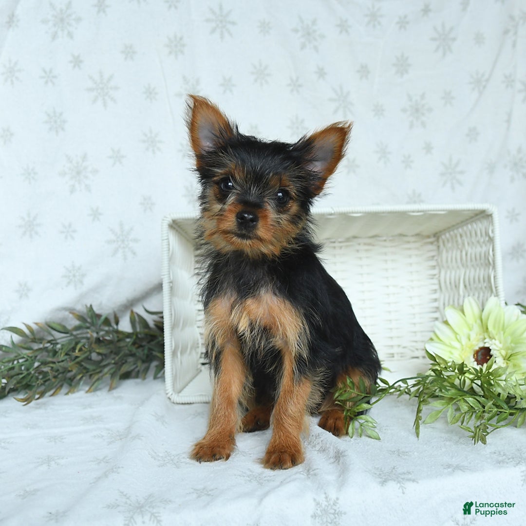 Yorkshire Terrier dogs for sale: Sophie - Image 3
