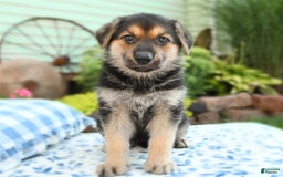 German Shepherd dogs for sale: Cypress - Image 3