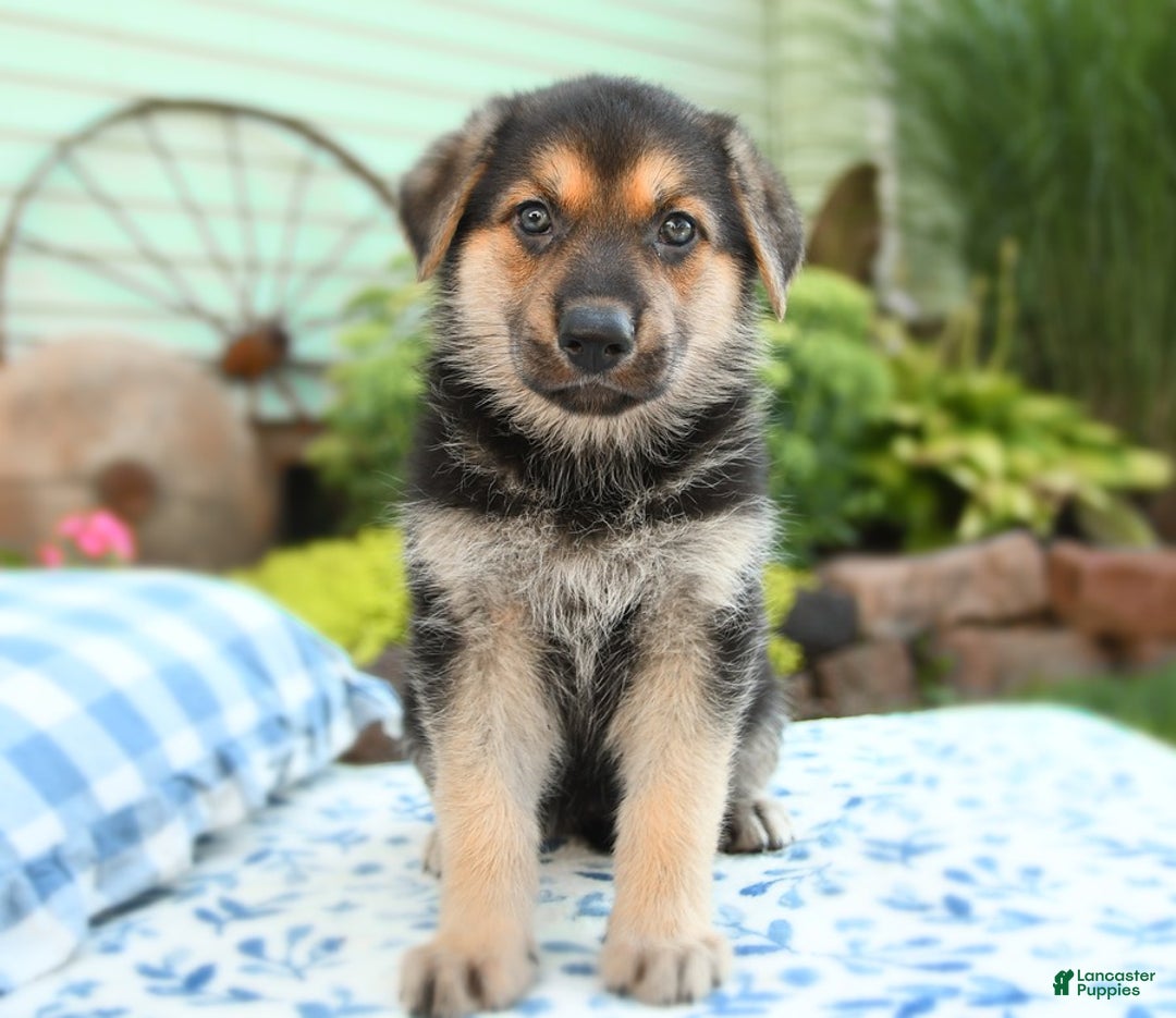 German Shepherd dogs for sale: Cypress - Image 3