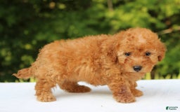 Miniature Poodle dogs for sale: Alivia - Image 5