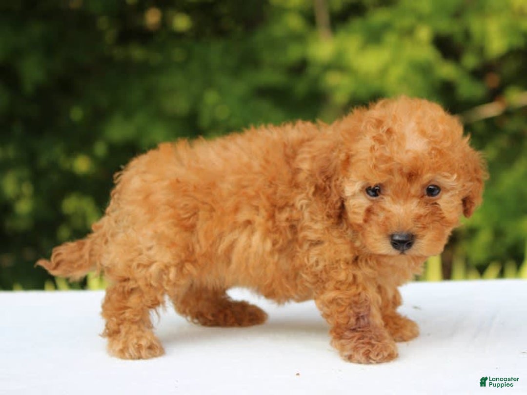 Miniature Poodle dogs for sale: Alivia - Image 5