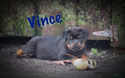 Rottweiler dogs for sale: Vince - Image 3