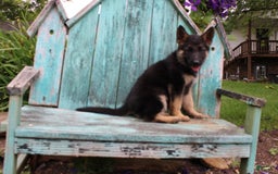 German Shepherd dogs for sale: Bella - Image 9