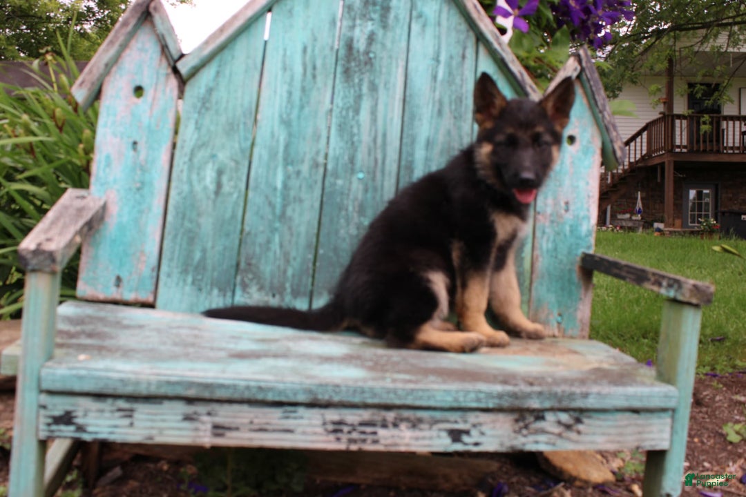 German Shepherd dogs for sale: Bella - Image 9