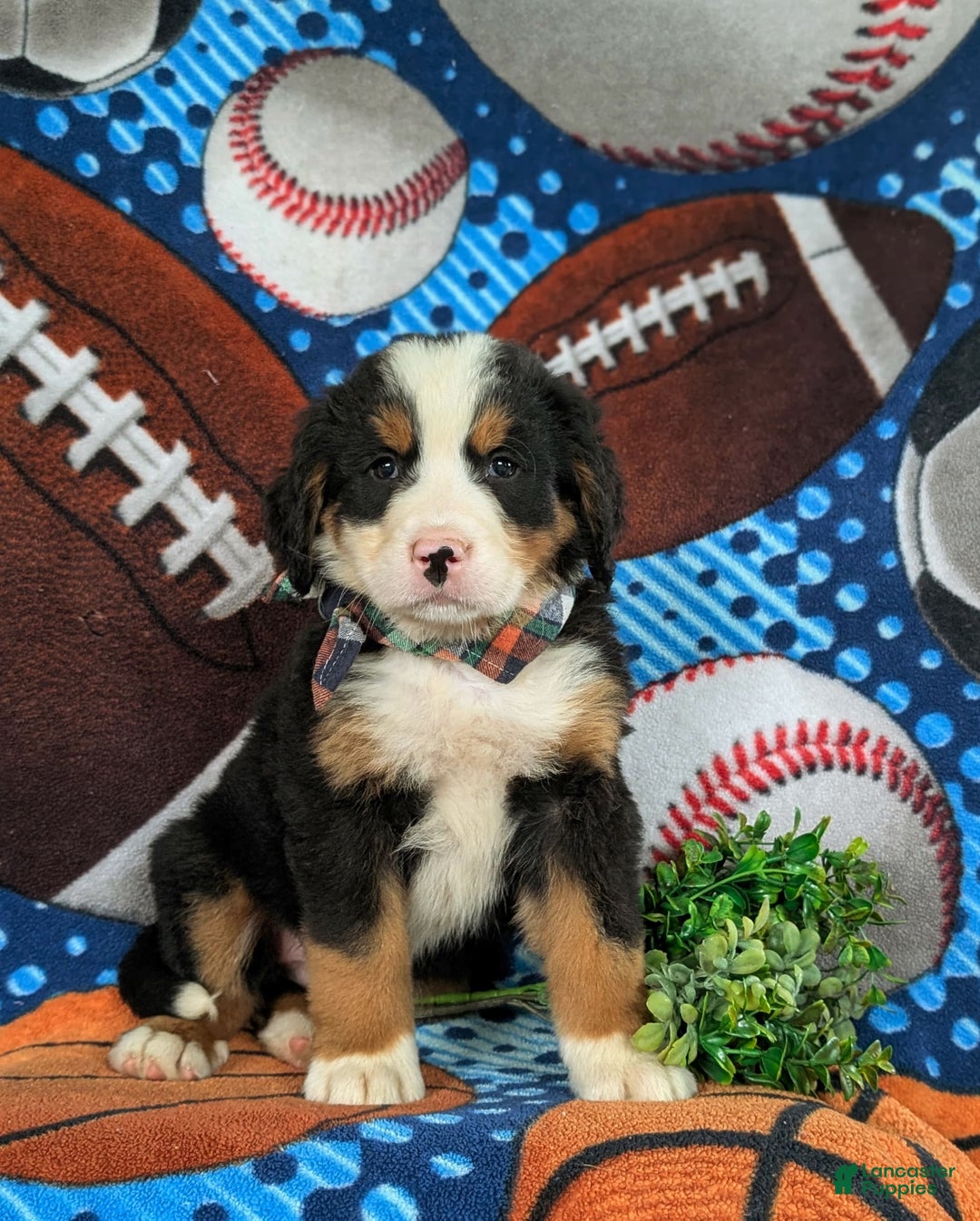 Bernese Mountain Dog dogs for sale: Floyd - Image 6