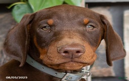 Doberman Pinscher dogs for sale: Ransom - Image 3