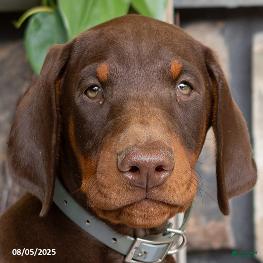 Doberman Pinscher dogs for sale: Ransom - Image 3