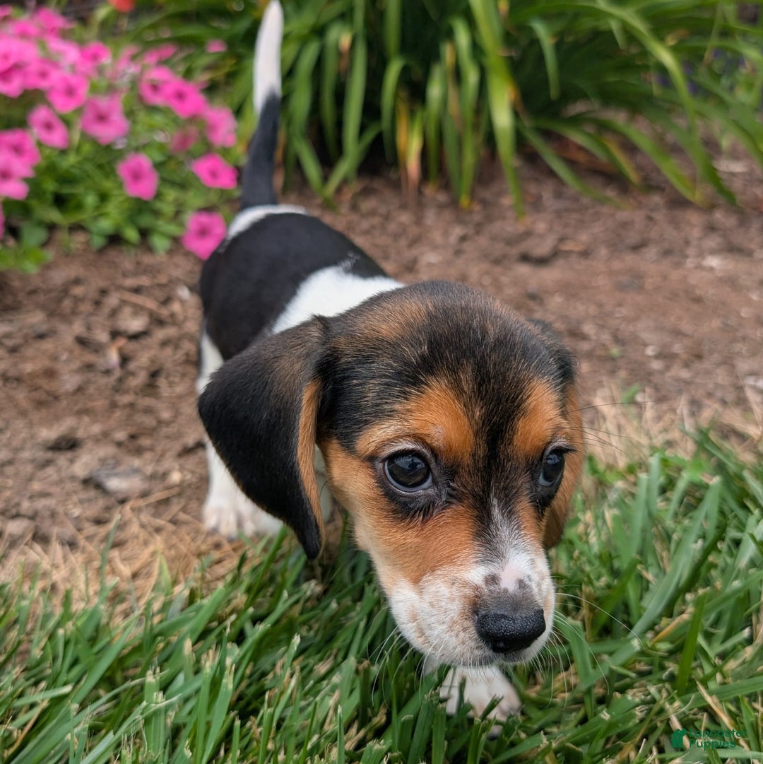 Beagle dogs for sale: Amarena - Image 3