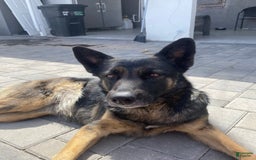 German Shepherd dogs for sale: Messi - Image 3