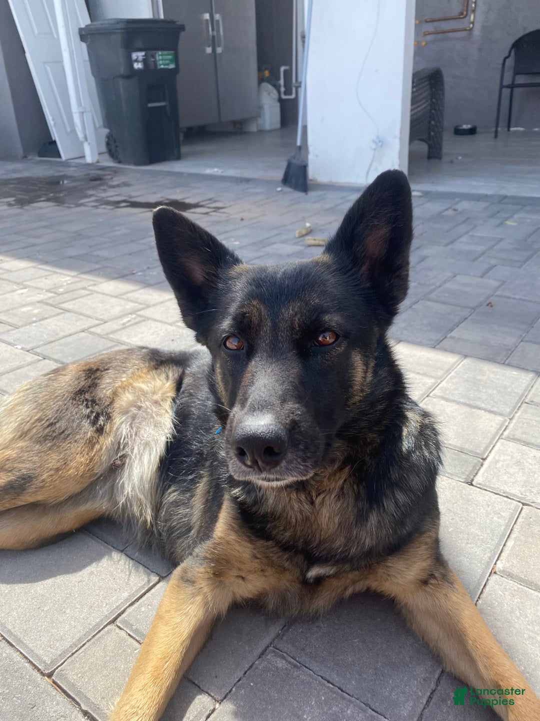German Shepherd dogs for sale: Messi - Image 3