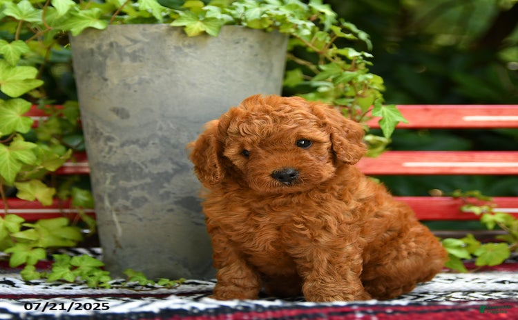 Mini Goldendoodle dogs for sale - Ad 1