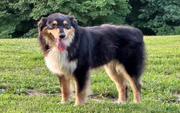 Australian Shepherd dogs for sale: Lime Green Collar Boy - Image 3
