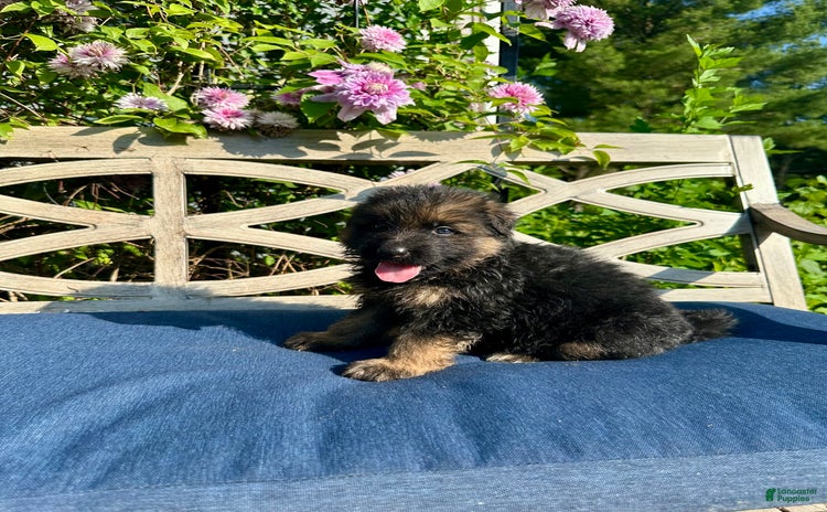 German Shepherd dogs - Advert 2