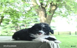 Mini Aussiedoodle dogs for sale: Wade - Image 9