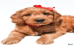 Mini Goldendoodle dogs for sale: Travis - Image 3