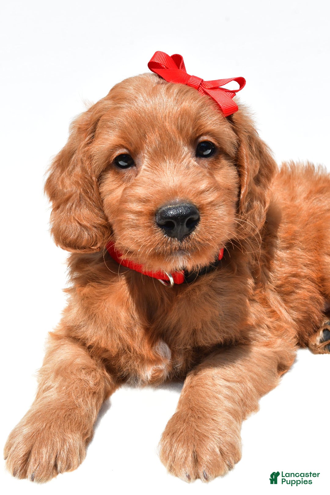 Mini Goldendoodle dogs for sale: Travis - Image 3