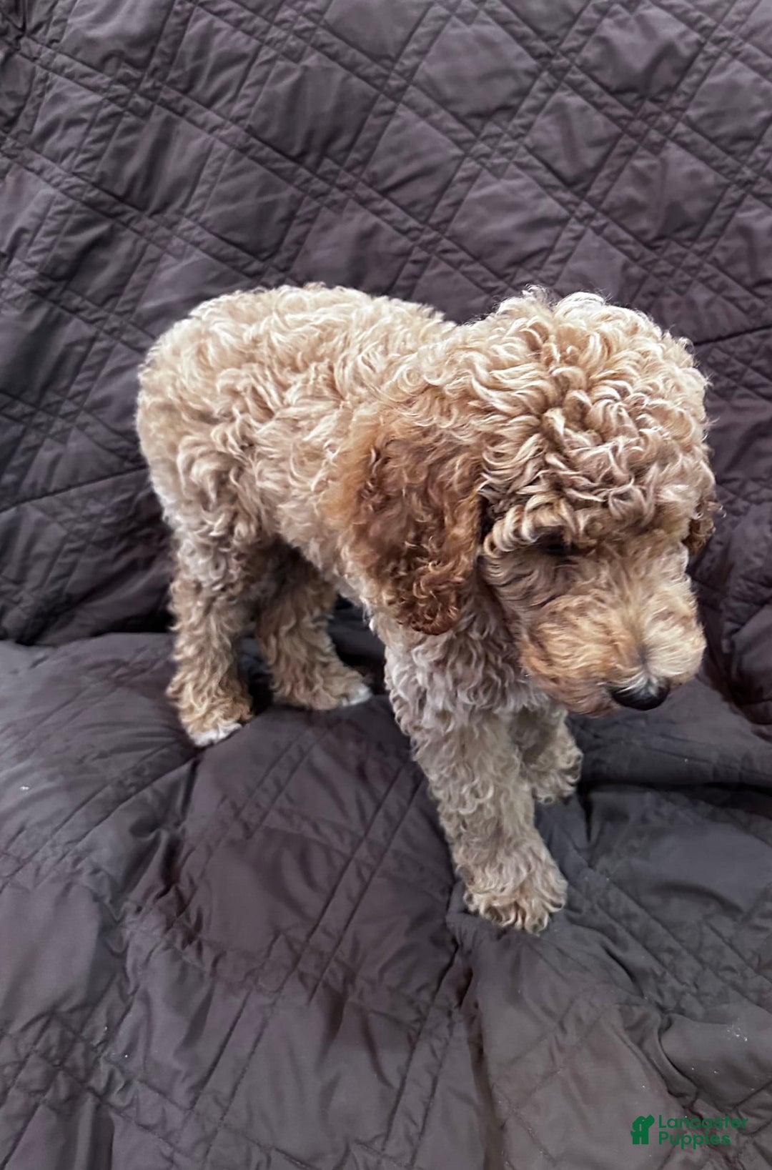 Standard Poodle dogs for sale: George Jefferson - Image 16