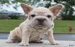 French Bulldog dogs for sale: Rayna Big Rope Velvet Fluffy - Image 46
