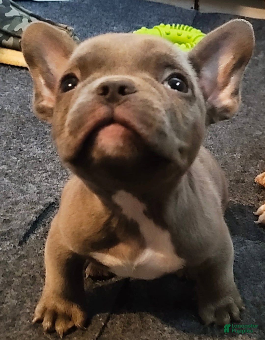 American Bully dogs for sale: Bluey - Image 3