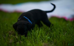 Cane Corso dogs for sale: Max - Image 3