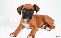 Boxer dogs for sale: Draco - Image 2