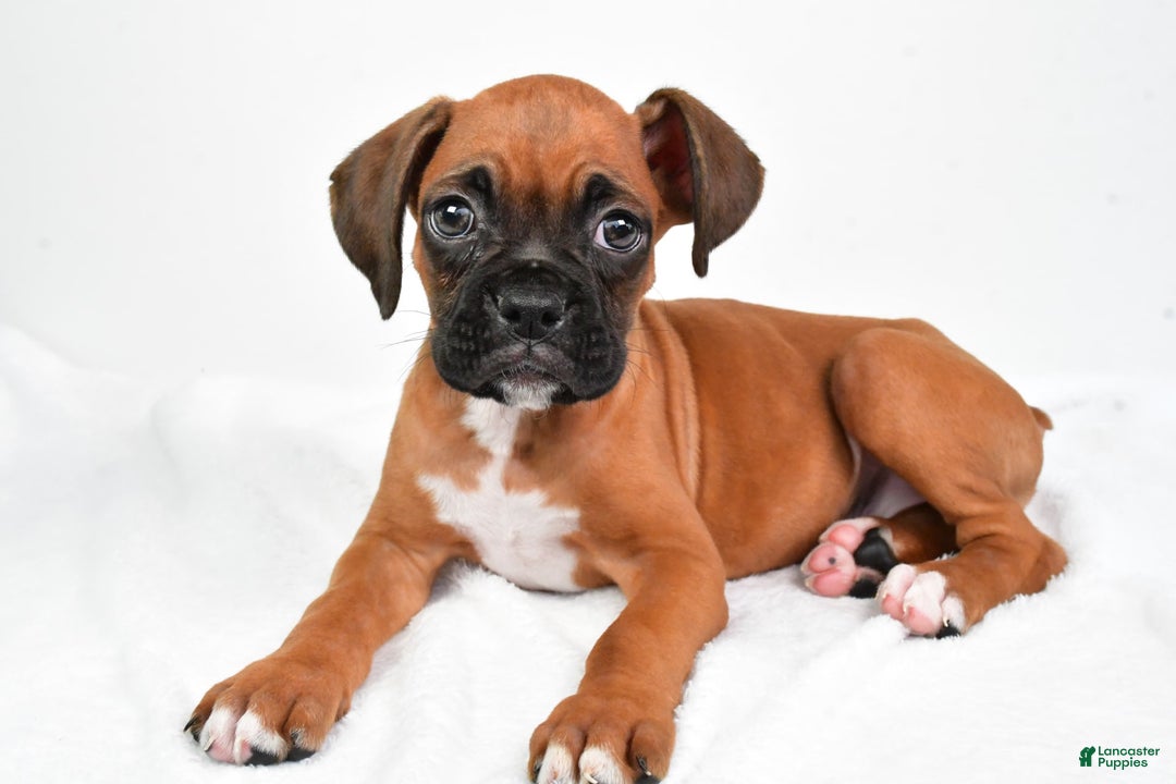 Boxer dogs for sale: Draco - Image 2