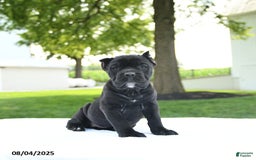 Cane Corso dogs for sale: Lucy - Image 1